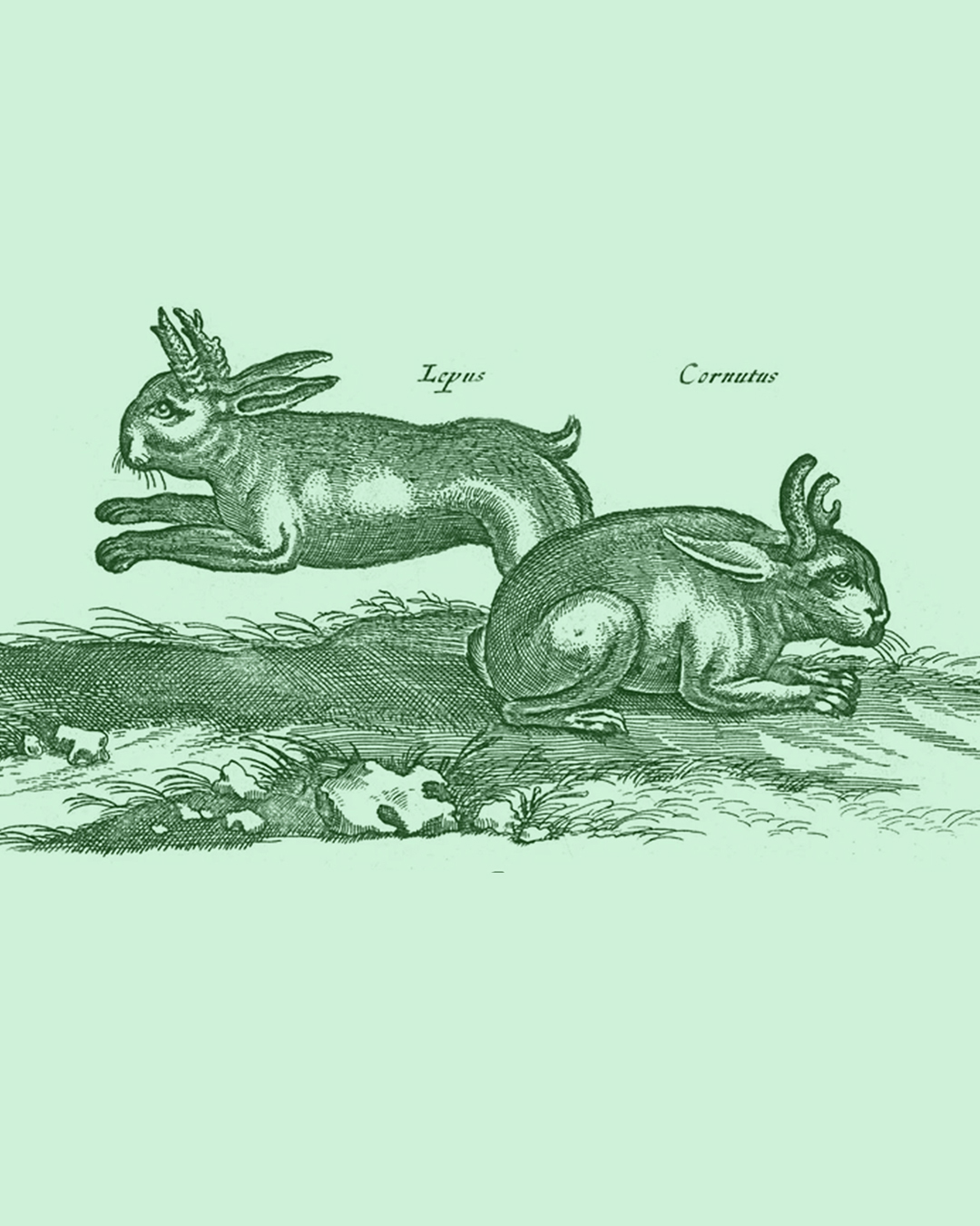 Dark green engraving of 2 horned hares against a light green background